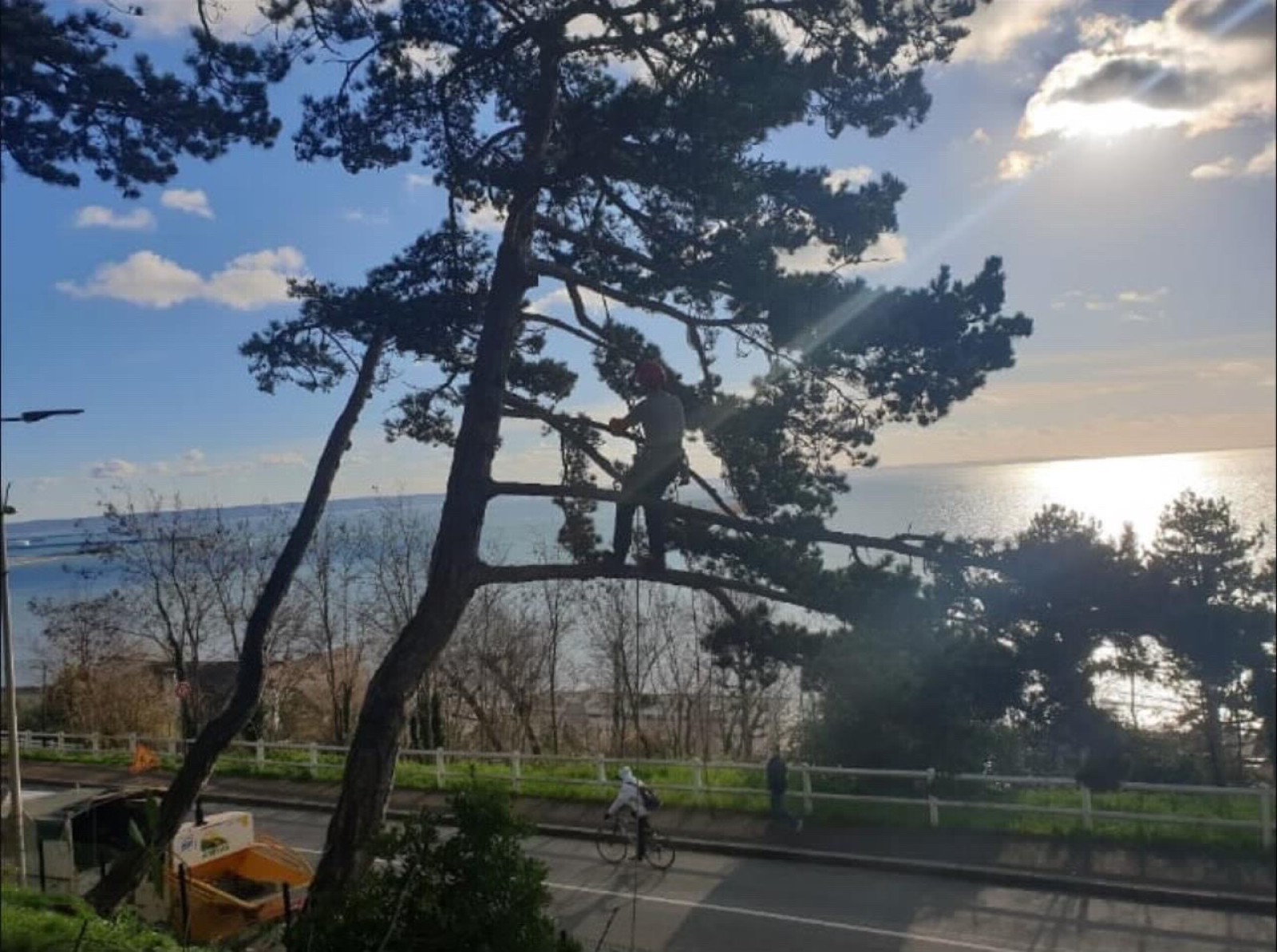 Élagage et abattage d’arbres en lotissement ou en copropriété Le Havre : travaux autorisés et sécurisés par un professionnel agréé