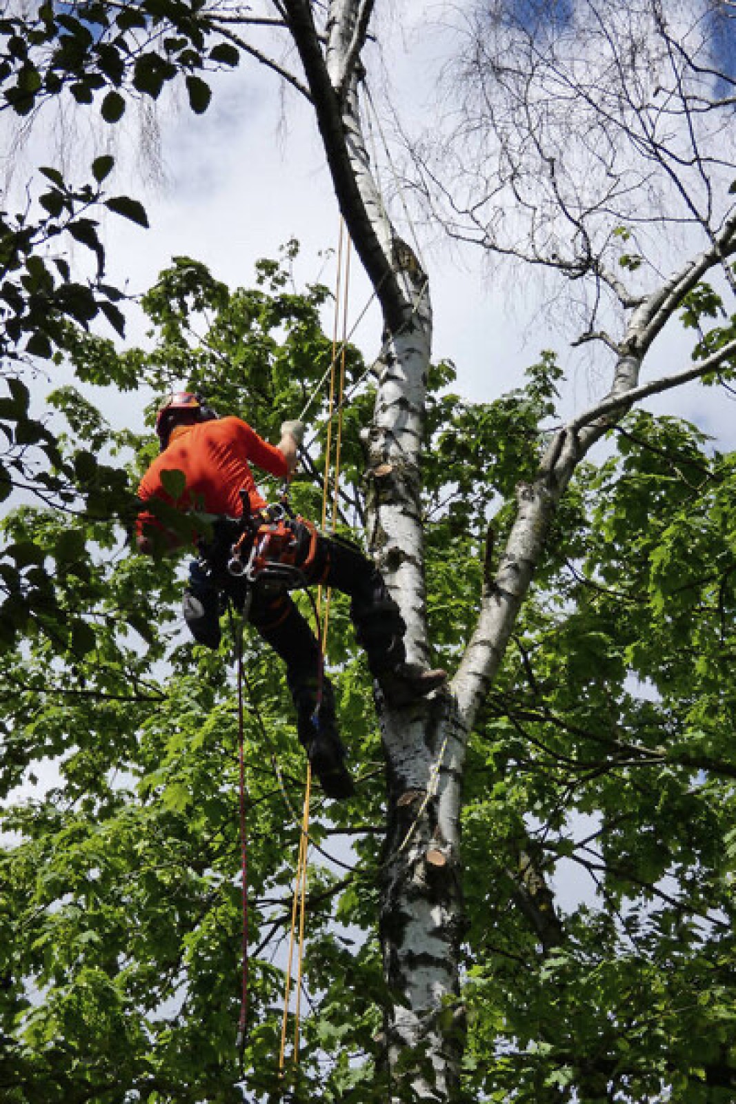 Abattage d’arbre en jardin privatif de copropriété pour perte d’ensoleillement à Saint-Romain-de-Colbosc 76430 en Normandie