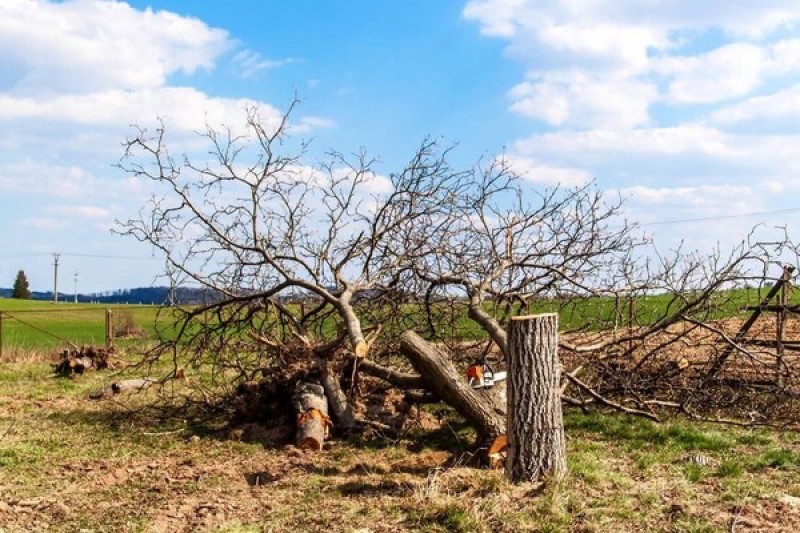 Abattage d'arbres de 5 à 10m pour une intervention au havre en Seine-Maritime (76)