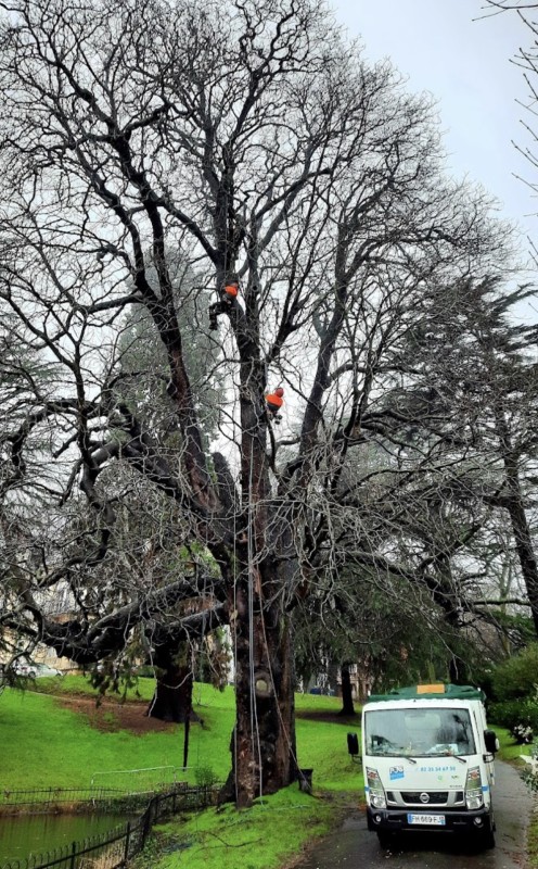 Élagage d'un marronnier par un professionnel au Havre