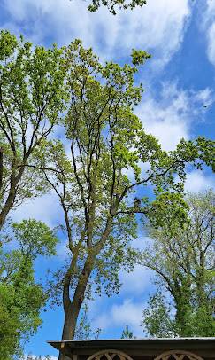 Abattage d'arbres de 15 à 20m à partir de 600€ le Havre pour une Intervention en Seine-Maritime (76)