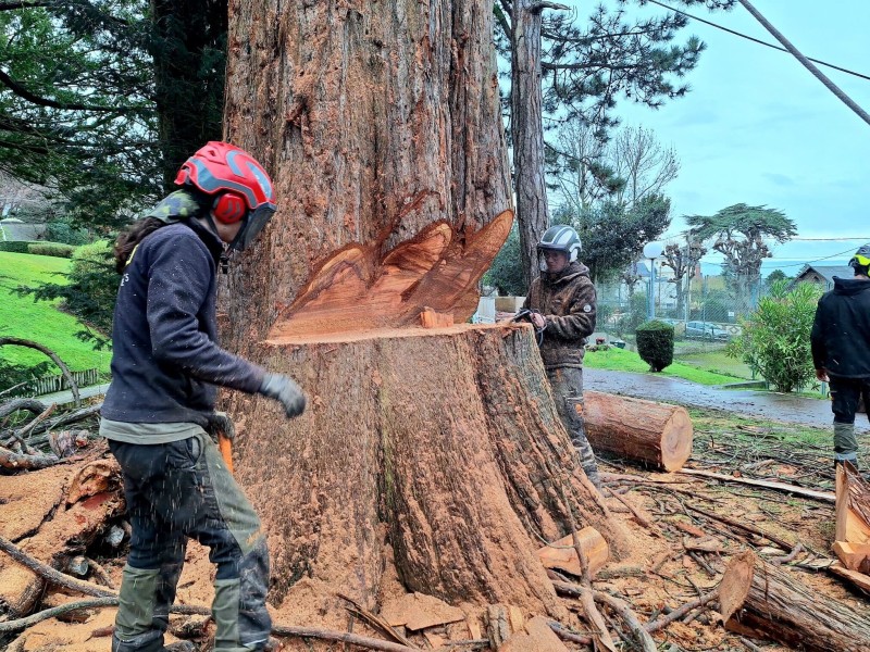 Abattage par démontage d’un séquoia géant à Sainte Adresse 