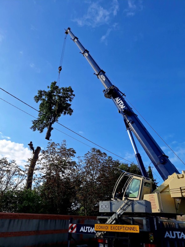 Abattage d’un châtaignier avec l'assistance d'une grue PPM 66 tonnes dans une copropriété à Montivilliers proche du Havre