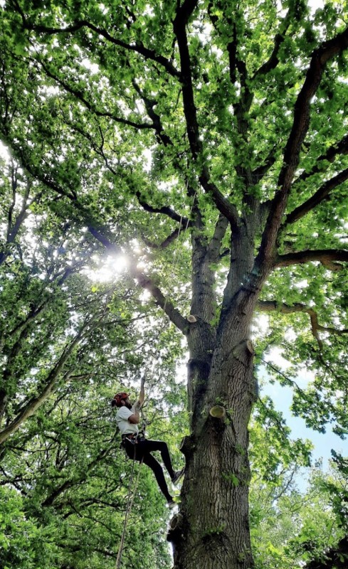 Elagage, taille sanitaire, éclaircissement d'un chêne à Octeville Sur Mer : Tarifs et devis sur mesure et personnalisé.