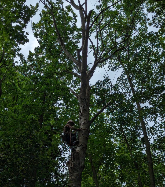 Élagage d'arbre mort par un paysagiste au Havre