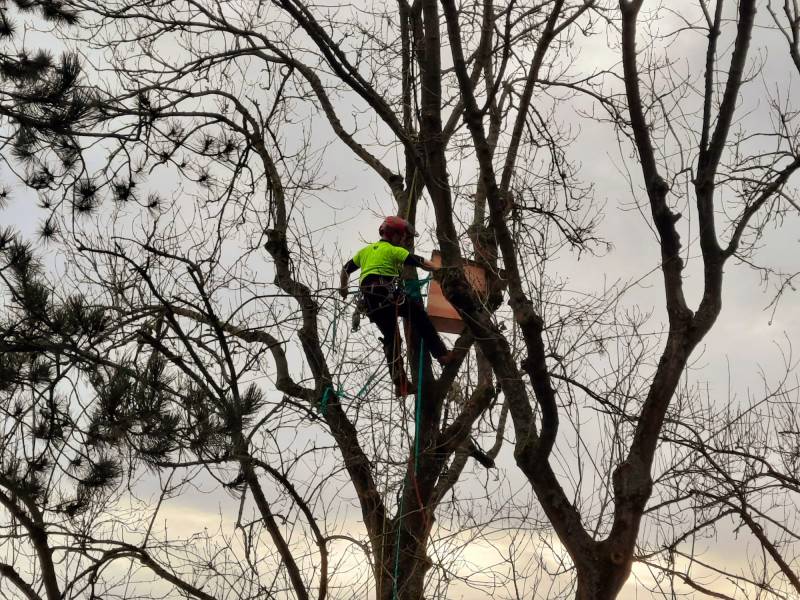Installation d'un nichoir à Oiseaux dans une forêt sur le Havre et à Montivilliers