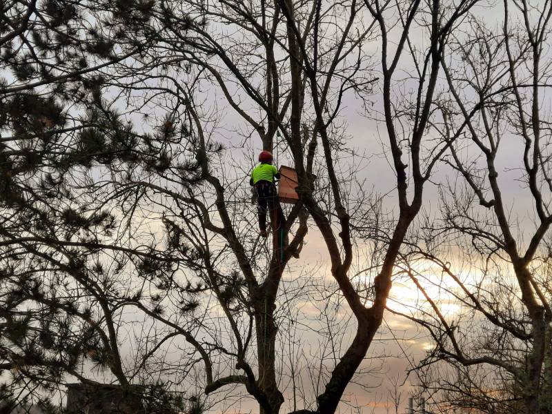 Installation d'un nichoir à Oiseaux dans une forêt sur le Havre et à Montivilliers