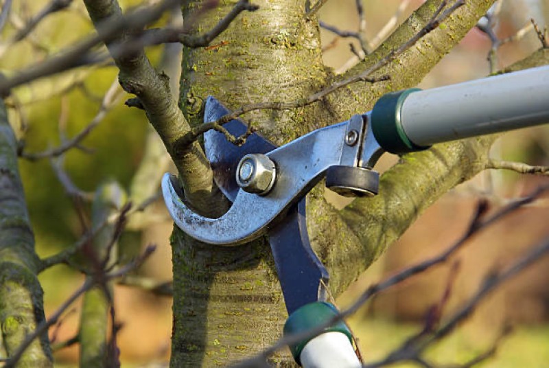 Élagage au Havre par des élagueurs professionnels pour sécuriser vos arbres et préserver leur santé et esthétique