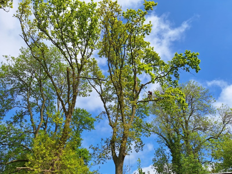 Paysagiste pour élaguer ou tailler mes arbre au Havre