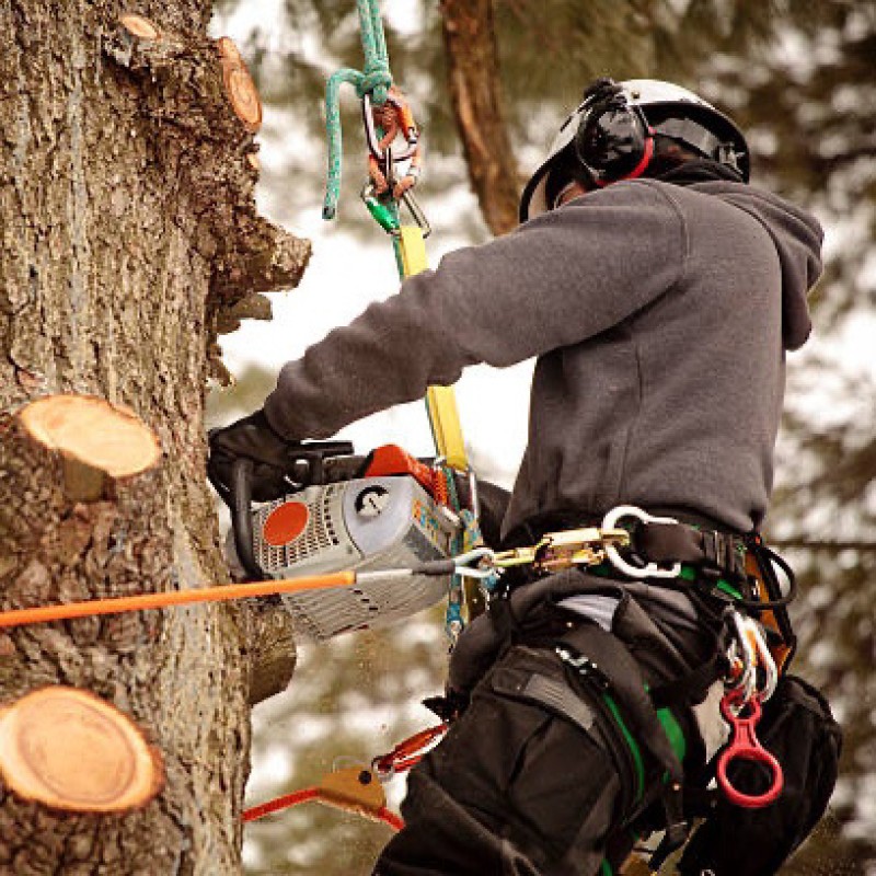 Elagage par un professionnel le Havre