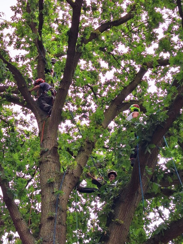 Elagage et éclaircissement d'un chêne au Havre par nos équipes d'élagueurs professionnels.