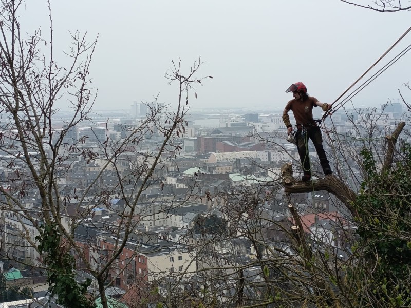 Intervention d'élagage et abattage d’acacias sur falaise au Havre avec techniques adaptées pour terrain escarpé difficile d’accès sécurisé