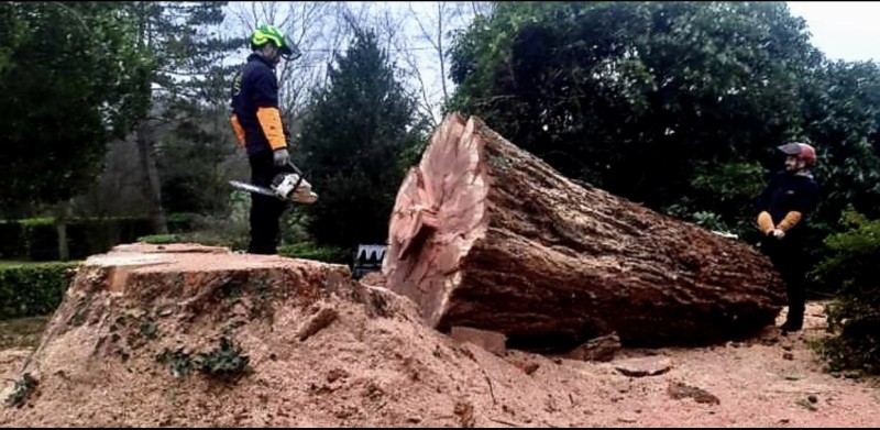 Demande de devis pour l'abattage par démontage d’un Séquoia géant au Havre 76600