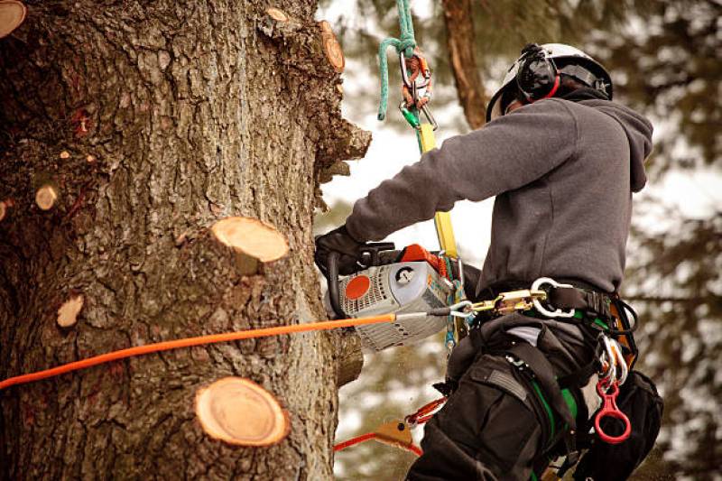 Élagage d'arbres de 10 à 15m pour une intervention au Havre en Seine-Maritime (76)
