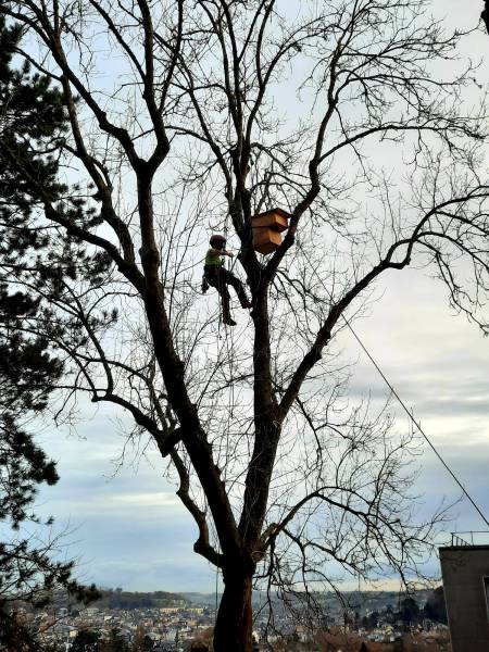 Installation d'un nichoir à Oiseaux dans une forêt sur le Havre et à Montivilliers