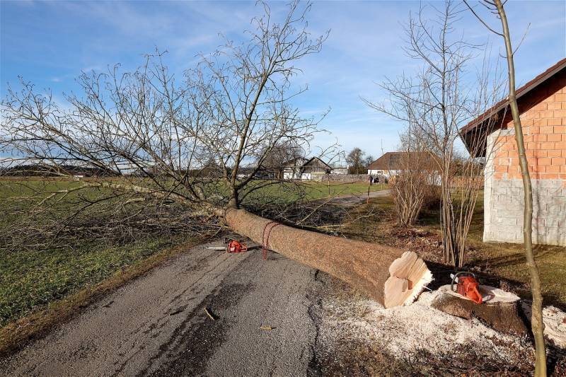 abattage d'un arbre malade sur le Havre